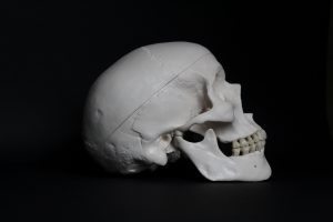 Image of human skull